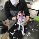 더예뻐질개 네이버블로그