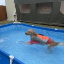 도그펠리스 이미지