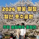호수공원_호수광장 | 2026 일산 호수공원 벚꽃 지금 절정｜주말 방문 후기 + 주차장 이용 꿀팁