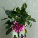 대전화분원예농원