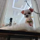정샘 동물병원 네이버블로그