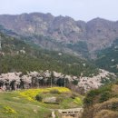 냉천근린공원 | 진해 군항제 축제기간 벚꽃,야생갓꽃 명소(자은동 냉천근린공원)