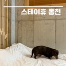 와우펫마트 | 강원도 애견동반 독채 펜션 운동장 &#39;풀스테이 스테이펫 홍천&#39; (리조트형 후기)