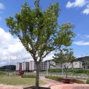 느티나무어린이공원 이미지