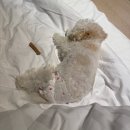 스테이온 | 남이섬 도보 숙소, 애견동반 풀빌라 가평 풀스테이 스테이온 후기