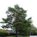 용평리조트골프클럽(회원제) | 용평cc 라운딩 후기 및 회원권 정보. 골프장 특징 및 코스공략 방법 및 10월 라운딩 필수 준비물 방한복...