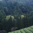 대한다원 이미지