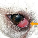 대학로동물병원 이미지