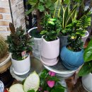 민플라워 이미지