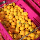 삼일산장 이미지