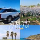 J카써비스 | 제주도 렌트카 최저가 돌하루팡 벚꽃 유채꽃 명소 드라이브 후기