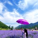 라벤더 - 부천시 원미구 부천로6번길 23 | 라벤더