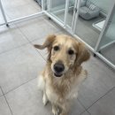 멍멍하개 이미지