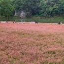 메밀정원 이미지