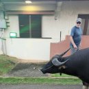 구암동647 | [괌 여행] 인천에서 괌! 겨울휴가, 괌 여행기 ③ 탄 4박5일! 차모르야시장|TGIFRIDAYS|투몬비치