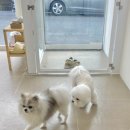 리리댕댕 이미지