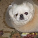 성진동물병원 이미지