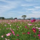 코스모스 이미지