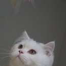 우다닥고양이호텔 이미지