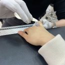 달콤네일 네이버블로그