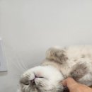 캣플코지눅 시화점 이미지