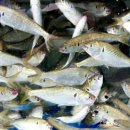 명지시장 이미지