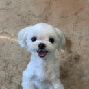 예진유치원 | [ 다미 미용 리뷰 ] 디오네도그케어살롱, 디오네애견미용 / 내돈내산 강남,서초애견미용