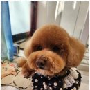 펫러버 그루밍 이미지