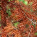 공기청정기 대신 공기정화식물, 우리 집의 작은 습지 | 실내 공기정화 식물 효과 (NASA 연구, 공간별 배치, 관리법)