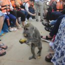 석양 속 생명의 날 | 코타키나발루 반딧불투어 추천 맹그로브 숲 석양 야생동물 경험