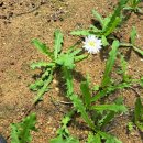 흰민들레농장 이미지