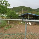 비룡농장 이미지