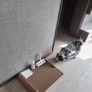 댕댕벅스 이미지