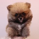 내품안의반려견광명점 이미지