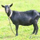 대한흑염소 이미지