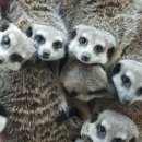 에덴미어캣프랜즈 이미지