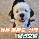 유일하다 | [강남 대형견 애견호텔] 모든 강아지가 차분해지는 프로독의 프리미엄 규칙 케어