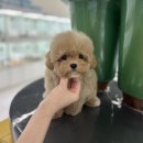 인천강아지분양 테디럽 네이버블로그