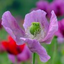 전곡고등학교 기숙사 이미지