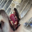 라온치과병원 | 울산 강아지 스케일링 후기 - 강아지 치주염, ‘입...신호들 - 울산 중구 동물병원 라온동물메디컬센터