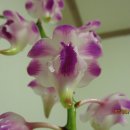 로렌시아 이미지