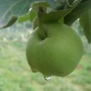 포천사과영농조합법인 이미지