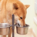 25시동물의료센터 이미지