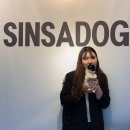 사비켄넬 이미지