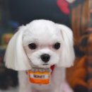 봄 펫살롱 이미지