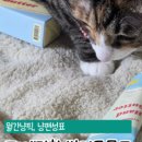 애정그루밍 | 손 핥는 고양이 vs 머리 비비는 고양이행동으로 보는 진짜 애정 표현 차이