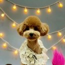 킴스펫살롱 이미지