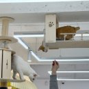 청주고양이카페아이캣유 이미지