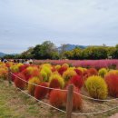 황산공원 배구장 | 양산 황산공원 부산근교 드라이브코스 산책하기 너무 좋은곳 핑크뮬리와 황화코스모스, 댑싸리가 있는곳