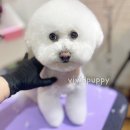 퍼피 비비드(puppy vivid) 이미지